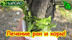 ЗАМАЗКА ДЛЯ ДЕРЕВЬЕВ: больше вреда или пользы? Чем замазывать раны на деревьях? Замазка не нужна!