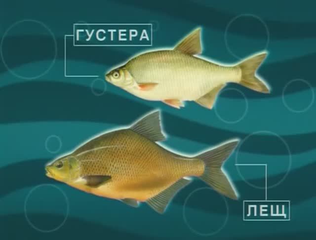 Как отличить Обыкновенного леща — Abramis brama (Linnaeus, 1758) от Густеры — Blicca bjoerkna ?