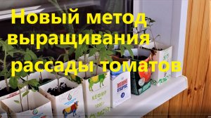 Новый метод выращивания рассады томатов, который на данное время уже старый.