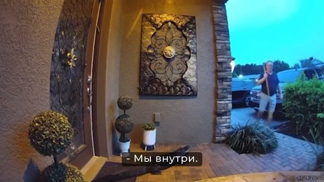 Случаи Вторжения Диких Животных в Города, Снятые на Камеру смотреть онлайн