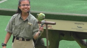 Говорящий попугай