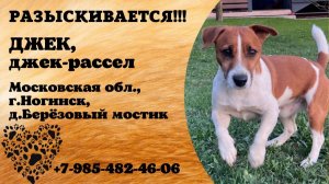 Пропала собака! ДЖЕК, джек-рассел. Московская обл., г.Ногинск.
