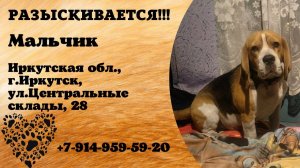 Пропала собака! Мальчик. Иркутская обл,  г.Иркутск