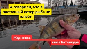#104 #fishing Ловлю окуней на Ждановке и под мостом Бетанкура