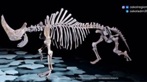 Россиянин во время рыбалки нашел останки шерстистого носорога