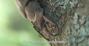 Один день из жизни насекомых или - Давай подерёмся!