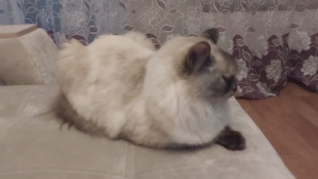 Влог:Поездка в ТЦ, в гости к доче,обнимашки с кошкой Лизой! смотреть онлайн