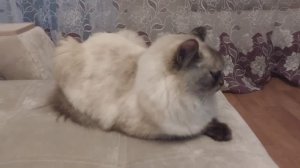 Влог:Поездка в ТЦ, в гости к доче,обнимашки с кошкой Лизой!