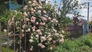 Прекрасная и восхитительная роза Эден Роуз!