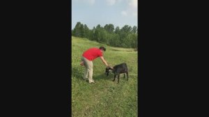 В поле с козлом.