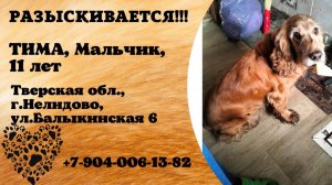 Пропала собака! ТИМА, мальчик, 11лет. Тверская обл.,  г.Нелидово.