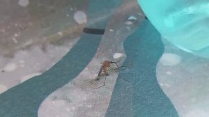 Прикол комар сидит и думает