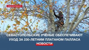 Севастопольские учёные обеспечивают уход за 230-летним платаном Палласа
