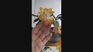 Ноябрь. Шлюмбергеры  (или декабристы) зацветают