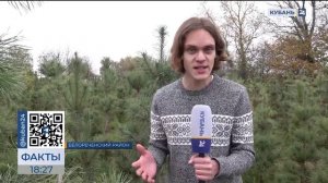 Сибирский кедр выращивают в питомнике в Белореченске