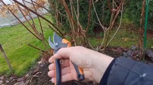 Осенняя обрезка ГОРТЕНЗИИ+ укрытие КЛУБНИКИ в зиму