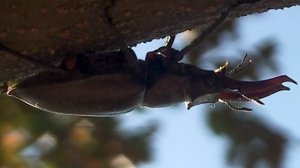 Один день из жизни оленя. Жука