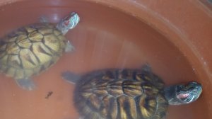 Красноухие черепахи 🐢 день 13-11-2025 🐢