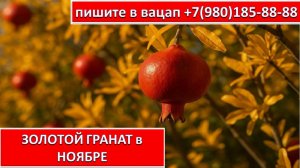 ЗОЛОТОЙ ГРАНАТ в НОЯБРЕ