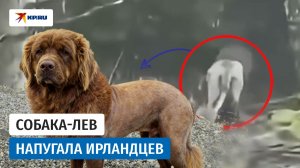 В Ирландии стриженую собаку приняли за льва