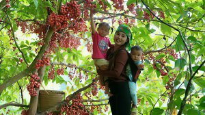 Собираю лесные ягоды, чтобы продать их на рынке. Готовлю рыбу для маленькой дочери.Жизнь во Вьетнаме