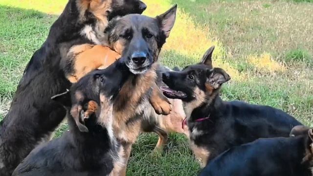 Щенки немецкой овчарки: Ра, Солнце, Рапира, Ртуть и Саманта, она же Сэм
