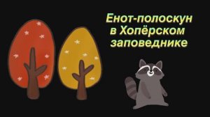 Енот-полоскун в Хоперском запведнике