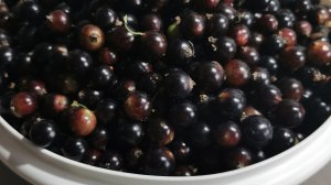 Обрезка черной и красной смородины, прополка ягодной клумбы. 11.11.2025 восток Ленинградской области