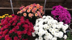 ХРИЗАНТЕМЫ МУЛЬТИФЛОРА - кусочек лета поздней осенью😉