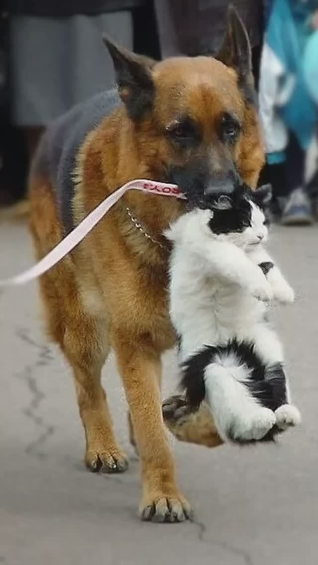 На это можно смотреть ВЕЧНО!! Смешные Кошки и Собаки! 😂