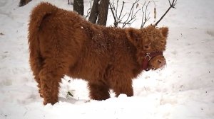 Малышку Леону привели к маме попить молочка, а потом перевели в вольер с глубоким снегом.