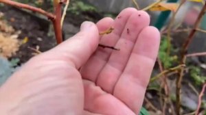 Голубика. Закладка цветоносов на будущий год