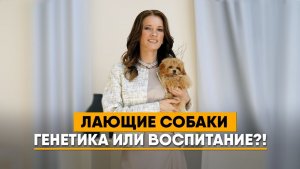 СОБАКА ПОСТОЯННО ЛАЕТ? 🐶 | Как отучить собаку лаять дома