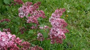 ВИДЕО ПВН  АВ   (232)