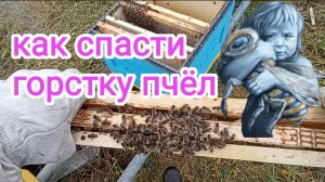 Объединение пчёл осенью на пасеке. Пчеловодство. Зимовка пчёл.