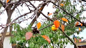 877 Больше не будем Это делать. В усадьбе на Кубани