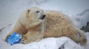 Белый медведь Кай на даче валяется в сугробе и играет с любимой канистрой.