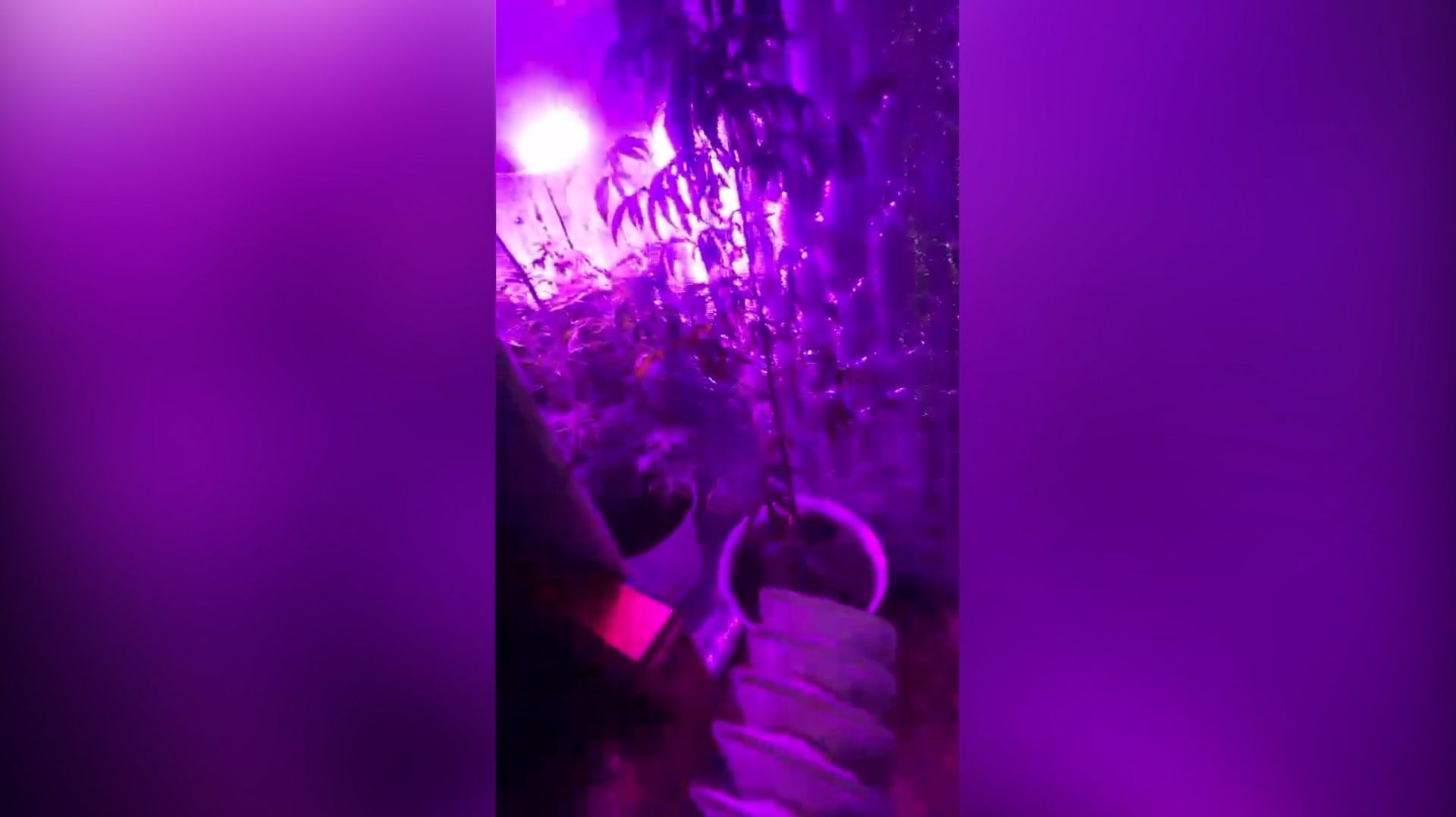 Павильон с наркотиками