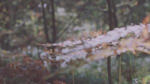 Ночной караван