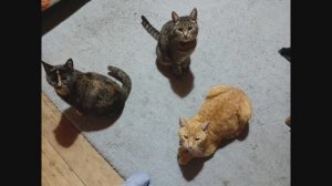 Песенка о кошках