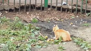 Кот против наглой крысы