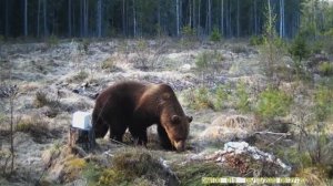 Смотреть какой бурый лесной медведь обитает в лесу.Животные