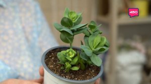 Составляем грунт для цветов. Дачные сезоны