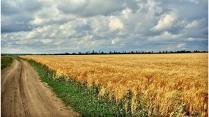 Шумят хлеба, разбор на гармони №-428 с цифрами