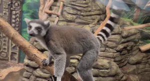 Немного тропиков в Краснодаре.