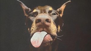 Иван, собака, шелкографию делает!