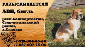 Пропала собака! АВИ, бигль. респ.Башкортостан, Стерлитамакский р-н, д.Садовка.