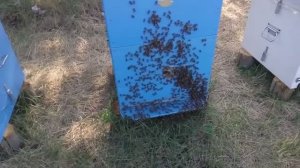 Выкучивания пчел из улья причина?