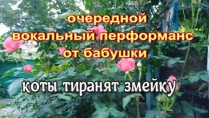 № 954 очередной вокальный перформанс от бабушки // коты тиранят змейку))