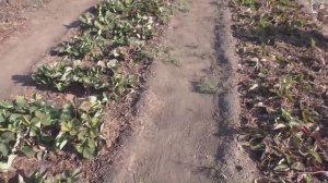 Мульча клубники из сосновой хвои не закисляет почву